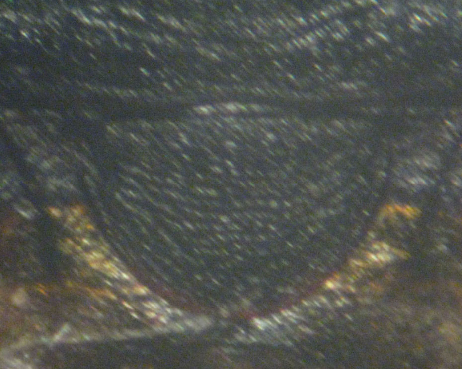 Aradidae sotto corteccia